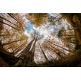thumbnail image 2 of Kucuk, Hakime 18x13 Black Ornate Wood Framed with Double Matting Museum Art Print Titled - Forest, 2 of 4