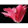 thumbnail image 2 of Schell, Jennie Marie 24x17 White Modern Wood Framed Museum Art Print Titled - Pink Star Tulip Flower, 2 of 4