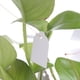 thumbnail image 5 of 100 Uds. Etiquetas reutilizables de PVC para plantar jardín, etiquetas para árboles y flores, accesorios de jardinería, 5 of 6