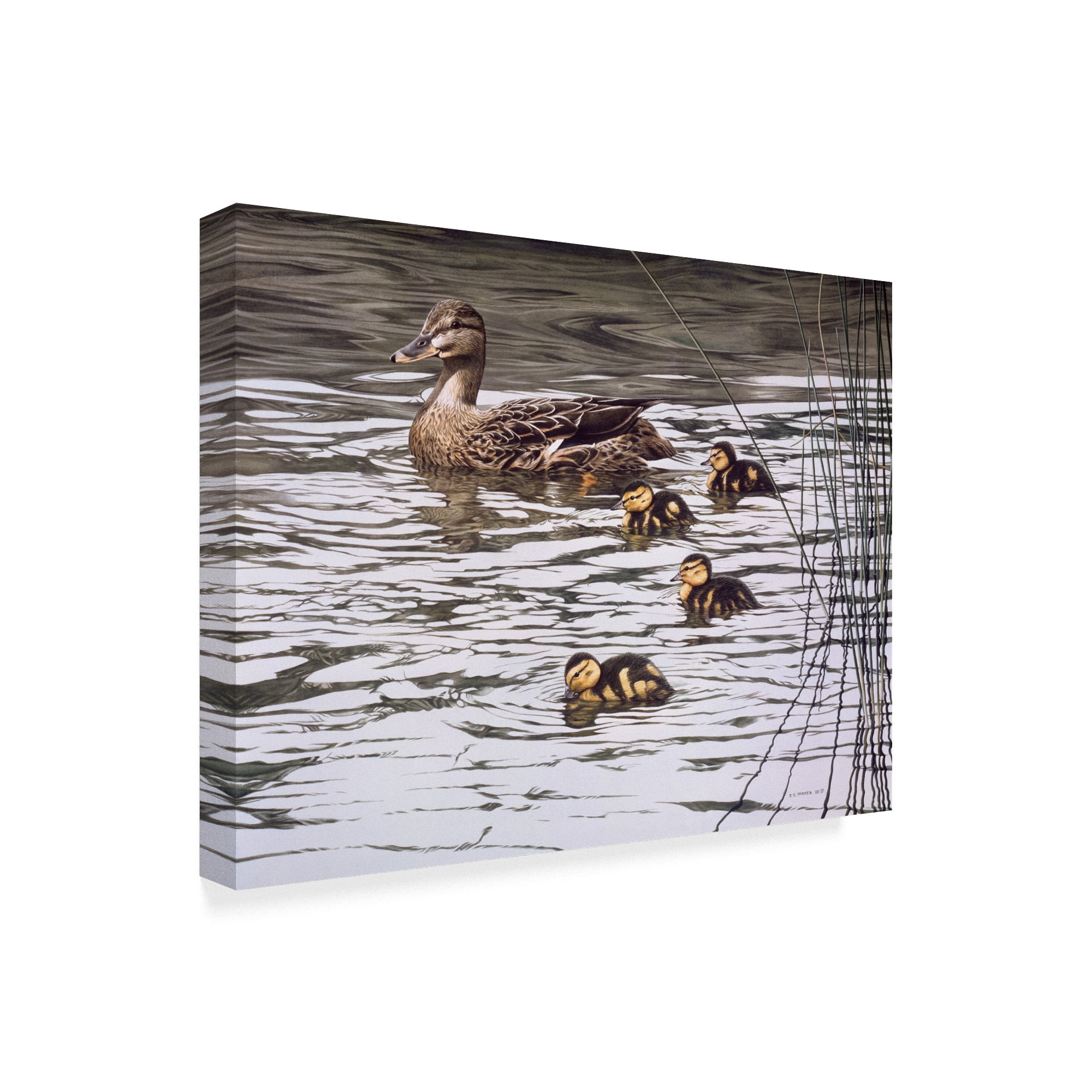 Trademark Fine Art 'Mallard Family' Canvas Art by Ron Parker