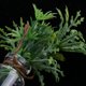 thumbnail image 4 of 1/12 Miniatura Resina Maceta Plantas Casa de Habitación Jardín Decoración Accesorio N.  degree 2, 4 of 7