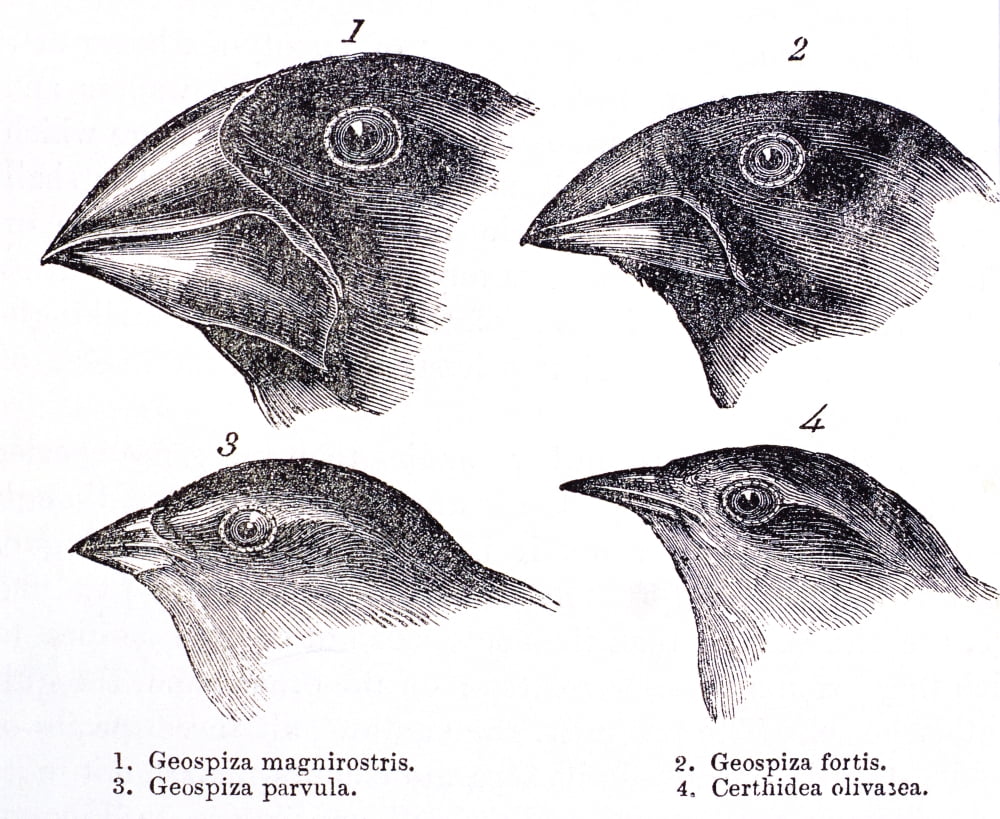 Galapagos Finches Rolled Canvas Art Science Source 24 X 18 