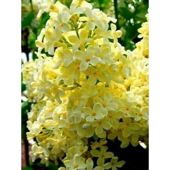 50 Yellow Lilac Seeds for Planting | Highly Prized for Bonsai or Landscaping Tree, Fragrant White Flowers