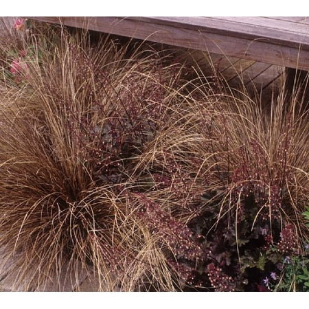 Rooster Pot - Red Rooster Ornamental Grass - Quart Pot - Carex/Sedge