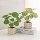 thumbnail image 3 of Plantas artificiales de simulación de vegetación en macetas pequeñas for interior, escritorio, sala de estar, mesa de centro, arreglo floral falso, 3 of 3