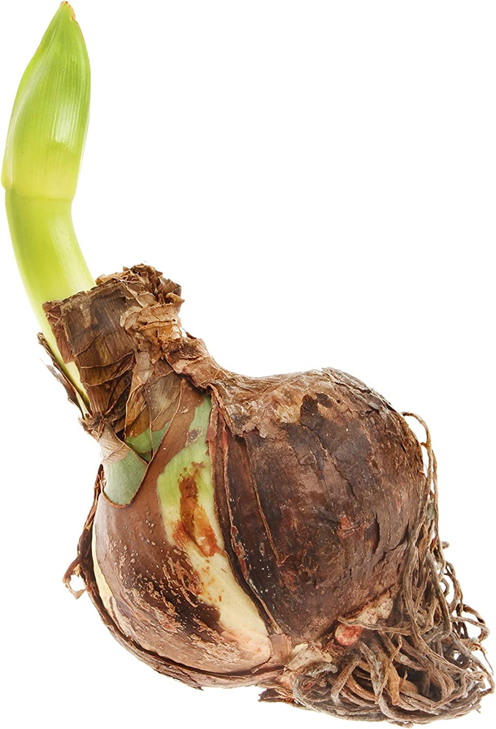 Bloomsz Apple Blossom Amaryllis Plant Bulbs (12 Count)