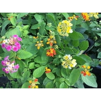 Daylily Nursery Lantana Camara Flowers Live Plant in 4 in Pots (2 Count), Repels mosquitoes