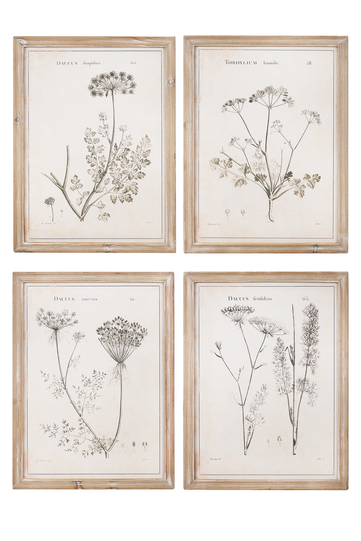 Woven Paths Vintage Style Wood Framed Botanical Prints, 17.75