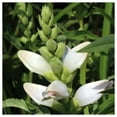 thumbnail image 3 of Everwilde Farms - 1 lb Turtlehead Native Wildflower Seeds - Gold Vault Bulk Seed Packet, 3 of 3