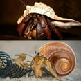 thumbnail image 6 of Sinkoo 5 Pcs Extra Large Hermit Crab Shells, Natural Sea Conch Size 3"-4.7", Opening Size 1.6"-2.7", Beach Decoration Seashells, Turbo Growth Shells for Hermit Crab, 6 of 6