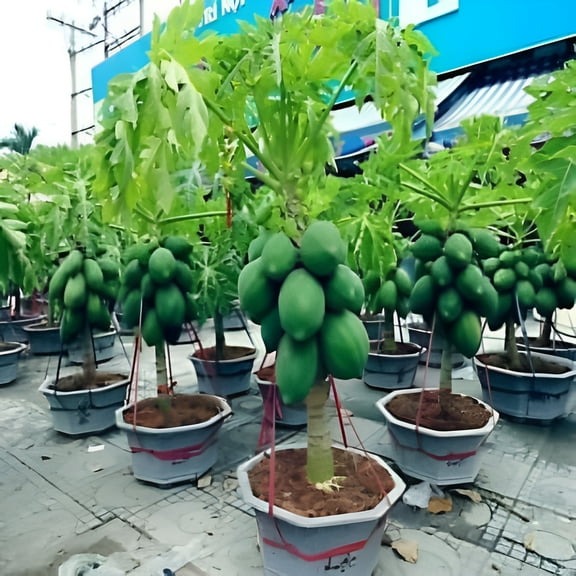 Grateful5 LLC 20 Carica Papaya Plant Seeds, Fast Growing