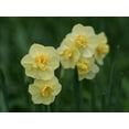 thumbnail image 2 of Bonin, Suzanne 32x25 Black Ornate Wood Framed with Double Matting Museum Art Print Titled - Double Daffodils, 2 of 4