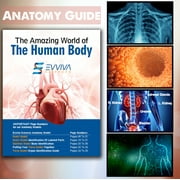 Evviva Sciences Human Heart, Torso and Skeleton Models - Best Set of 3 Hands-On 3D Model Study Tools for Anatomy and Physiology Students - with Anatomical Guide by Physicians - Learning Kit