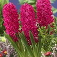 thumbnail image 3 of Van Zyverden Hyacinths Jan Bos Set of 10 Bulbs Red Partial Sun Perennial Fragrant 2 lbs, 3 of 8