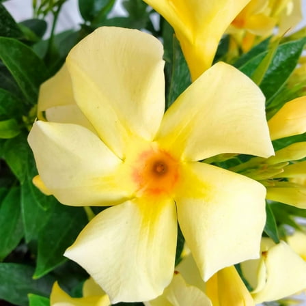 Yellow Mandevilla Plant 4 - 9 Inch, Vine Mandevilla Live Plant for Outdoor Planting