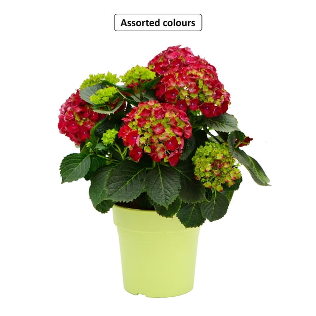Summerhill #5.5 Hydrangea Plant, Assorted Colours