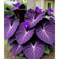thumbnail image 3 of GSDWIUEW Chlorisium Caladium Seeds for Planting, 300/500 Seeds, Elephant Ears Perennial Hosta, 3 of 6