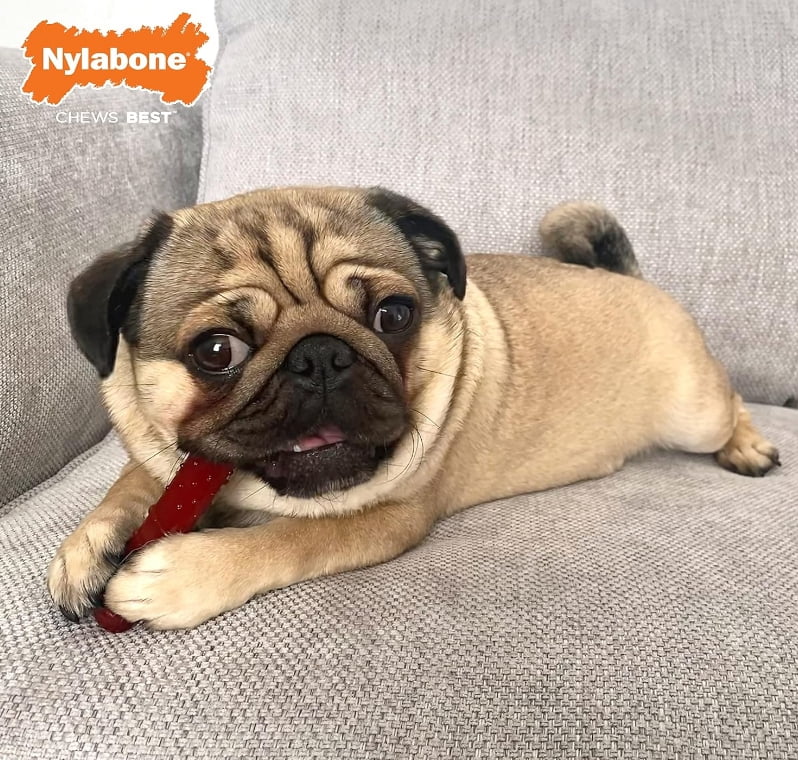 Nylabone Power Chew Basted Blast Chew Bone Bacon and Steak Flavor Small/Regular [New Dog Supplies, Dog Chew Toys, Nylabone, Dog Supplies] 2 count