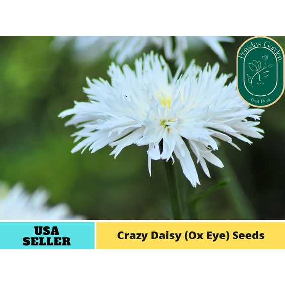 100 Seeds| Crazy Daisy (Ox Eye) Seeds - Authentic Seeds~GMO Free~ Seeds~Flower seeds~Vegetable seeds~ Asian Garden~Herb B5G1