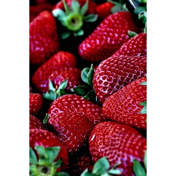 Strawberry Notebook (Paperback)