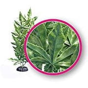 Weco Plant Hash Ornament 12 (Pack of 1)