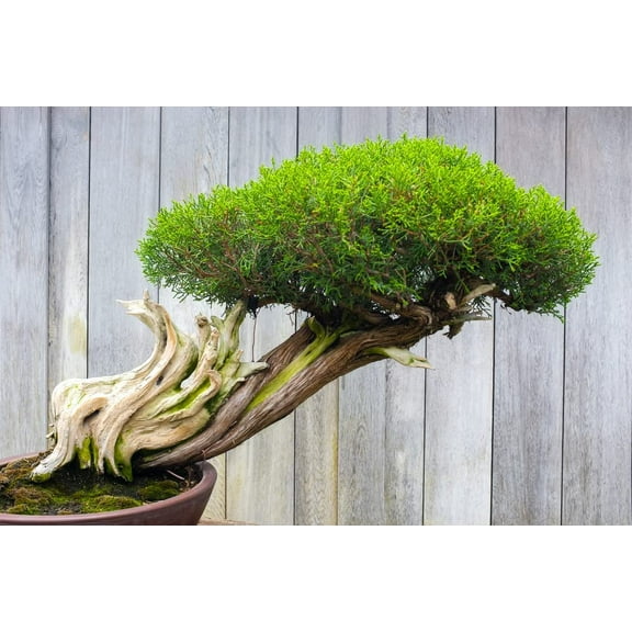 Thuja Evergreen Bonsai Tree Seeds - Western Red Cedar, Thuja plicata - 30 Seeds