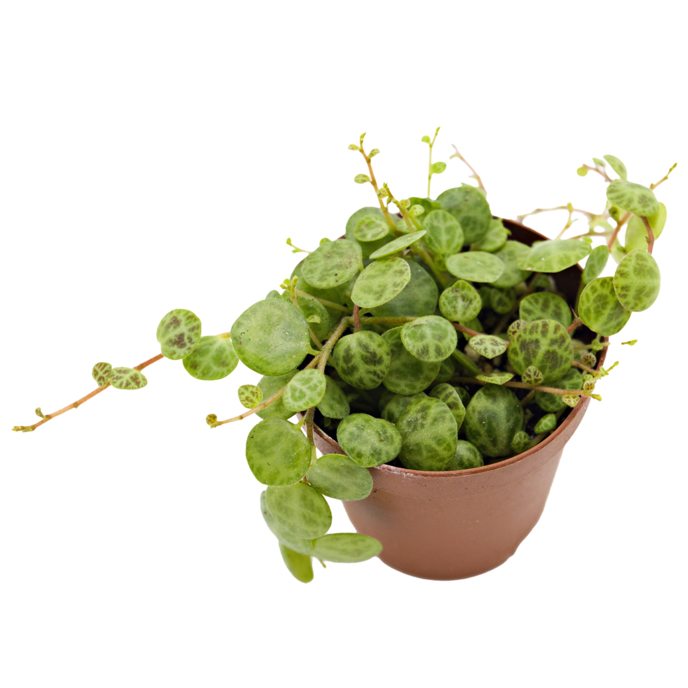 ReptiCulture String of Turtles Peperomia Tropical 2" Pot 3 pk