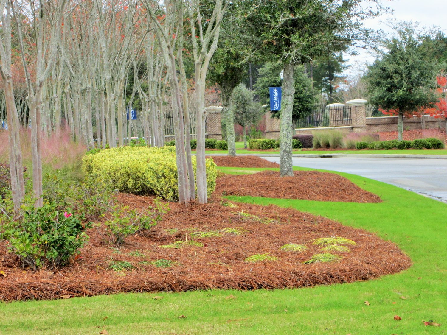 CleanStraw Longleaf Pine Straw Mulch 2.3 cu. Ft.