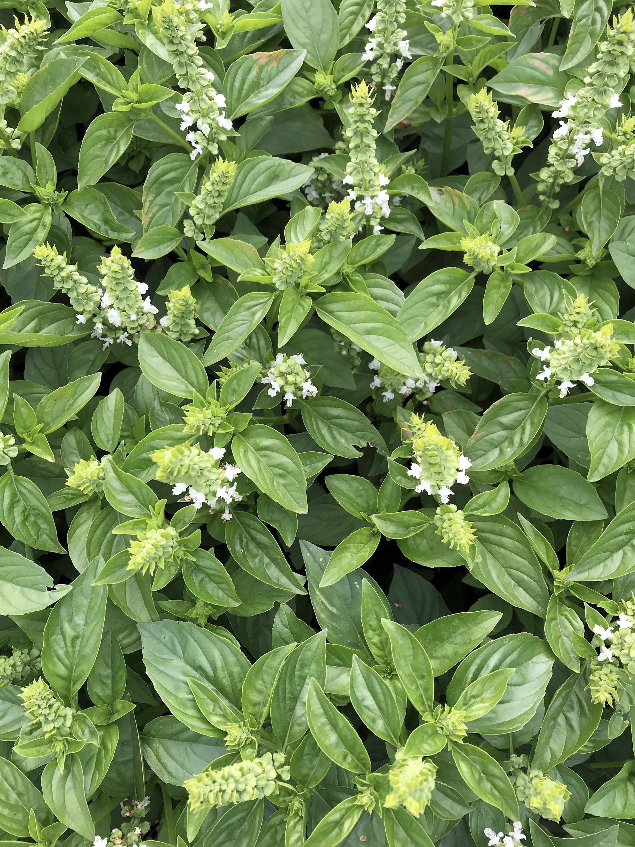 Lime Basil 50 Garden Herb Seeds! Wholesome Non GMO Aromatic Lime Herb