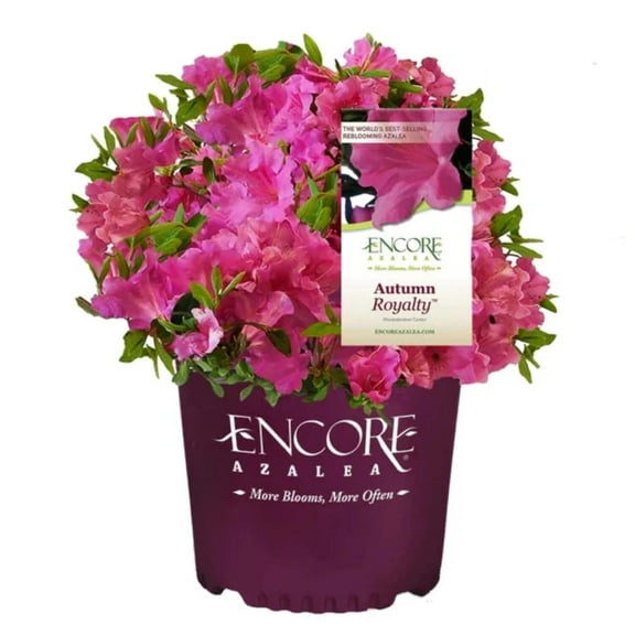Encore Autumn Royalty Azalea - 3 Gallon Pot, Live Mid-Sized Shrub, Full/Part Sun, Outdoor
