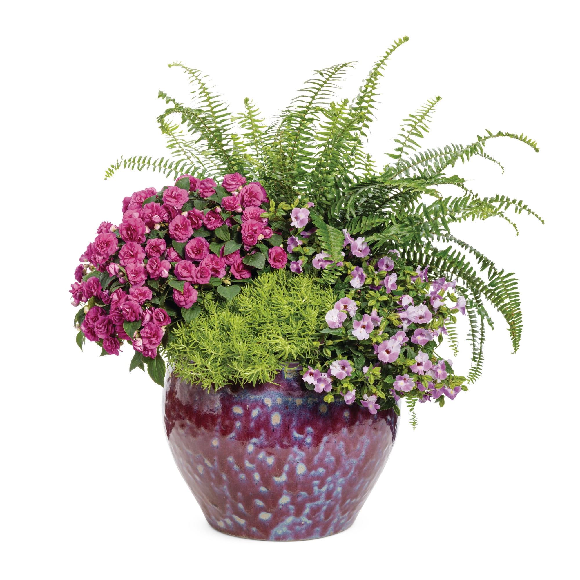 Proven Winners 5" 'Silver Lady' Dwarf Tree Fern Live Plant in 4.5" Pot (4 Count)