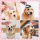 thumbnail image 3 of Juego de 8 Cepillos para el Cuidado de Perros, Juego de Autolimpieza para Mascotas, con Cortaúñas y Limas para Mascotas, Peine, Cepillo de Baño con Champú para Mascotas, 3 of 5