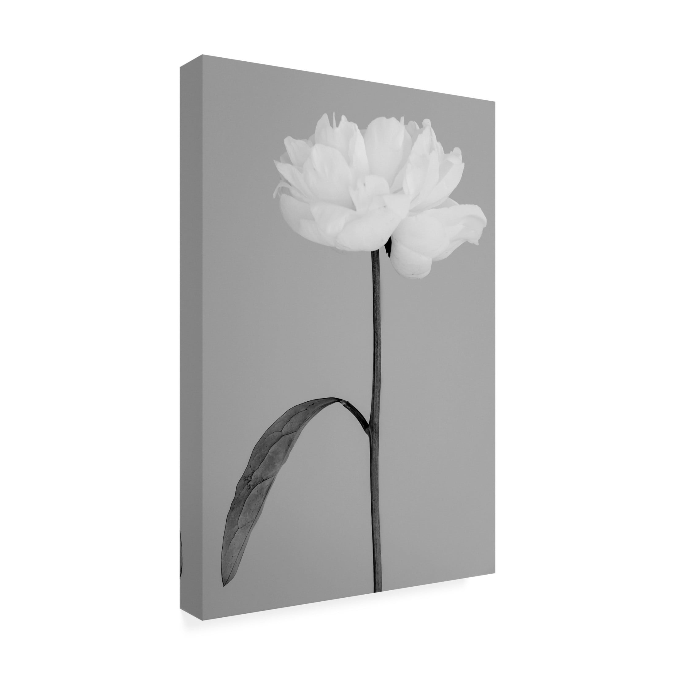 Trademark Fine Art Pictufy Studio III Peony 14 Canvas Wall Art