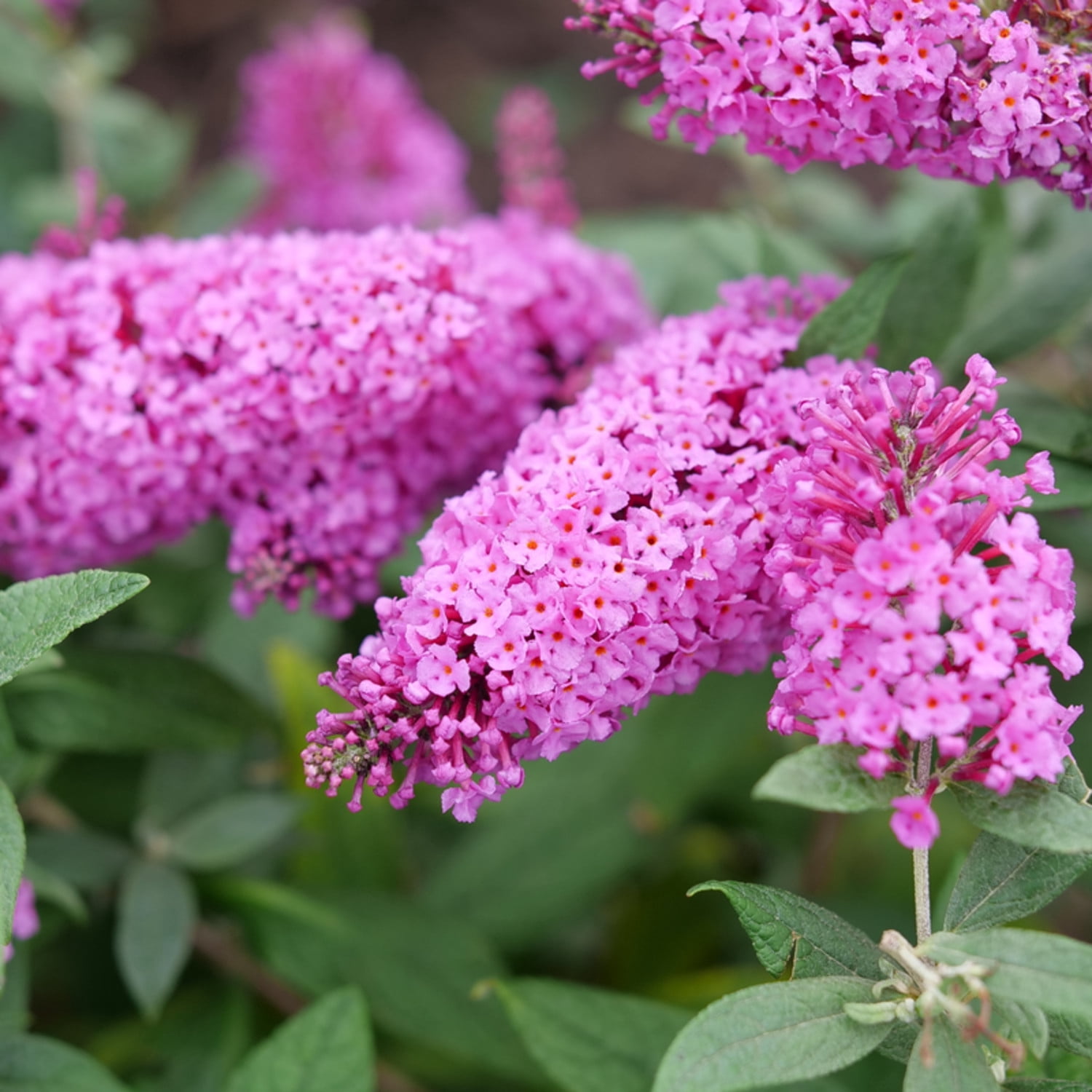 Proven Winners ColorChoice 5" Pugster Pinker Butterfly Bush Live Plant in 4.5" Pot (4 Count)