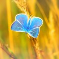 thumbnail image 1 of Butterfly Néon Bleu - Peinture Diamant DIY, 1 of 6