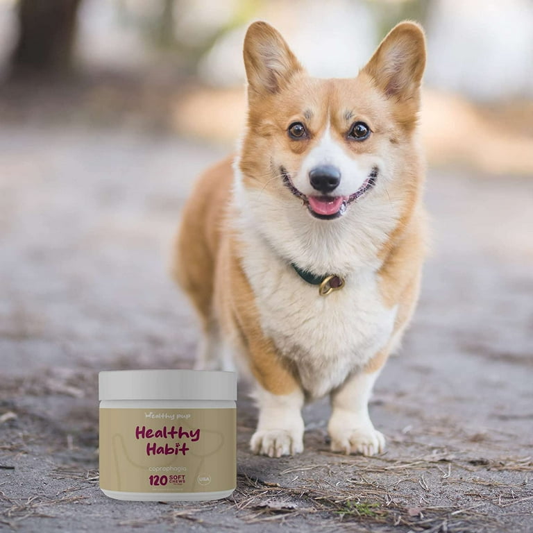 My Puppy Keeps Eating His Poop corona.dothome.co.kr