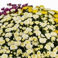 thumbnail image 3 of Expert Gardener 1.5G Purple White Yellow Mum Live Plant Decorative Pot Full Sun, 3 of 7