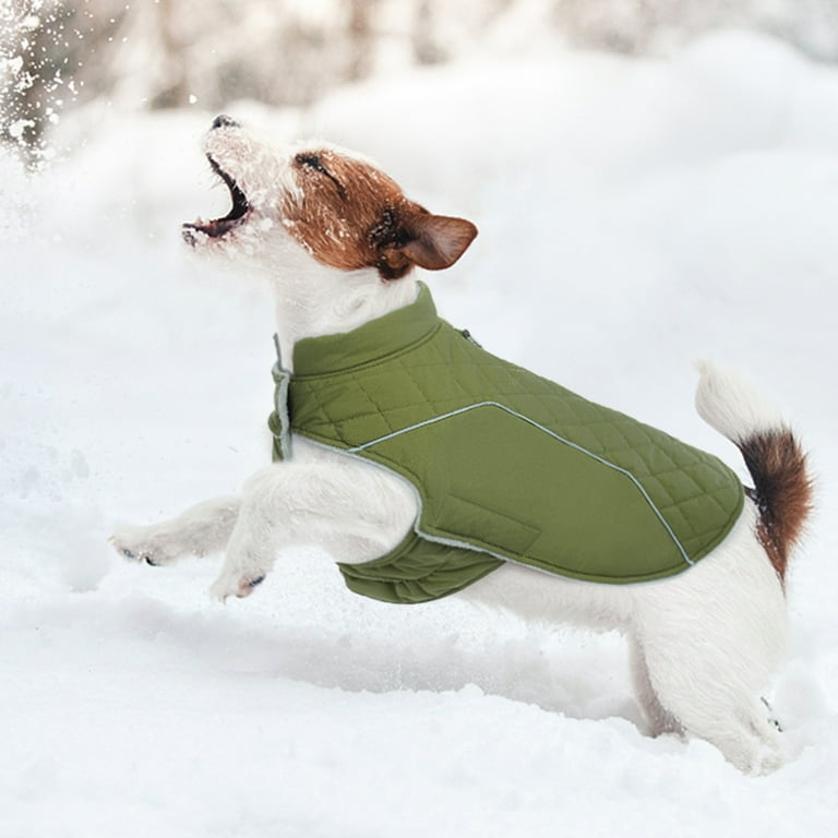 Cold coat for clearance dogs