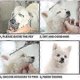 thumbnail image 5 of Dog Grooming Scissors Kit With Safety Round Tip, Stainless Steel Professional Dog Grooming Scissors Set For Long And Short Hair Of Dog Cat Pets, 5 of 5