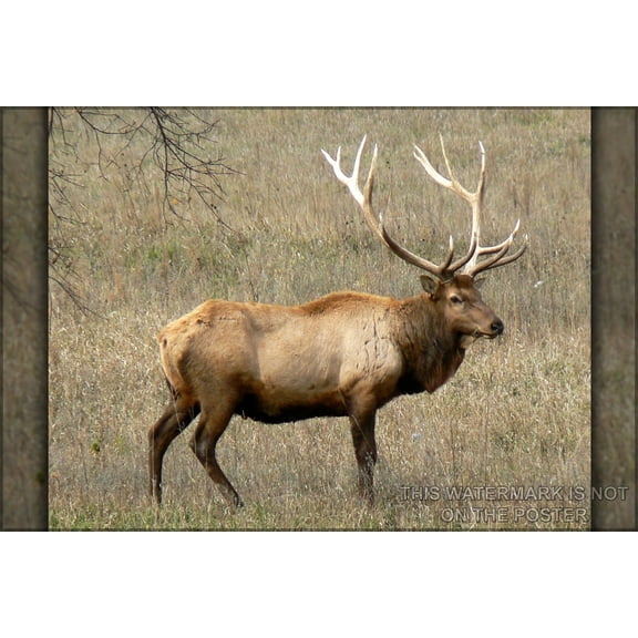 24"x36" Gallery Poster, elk or wapiti