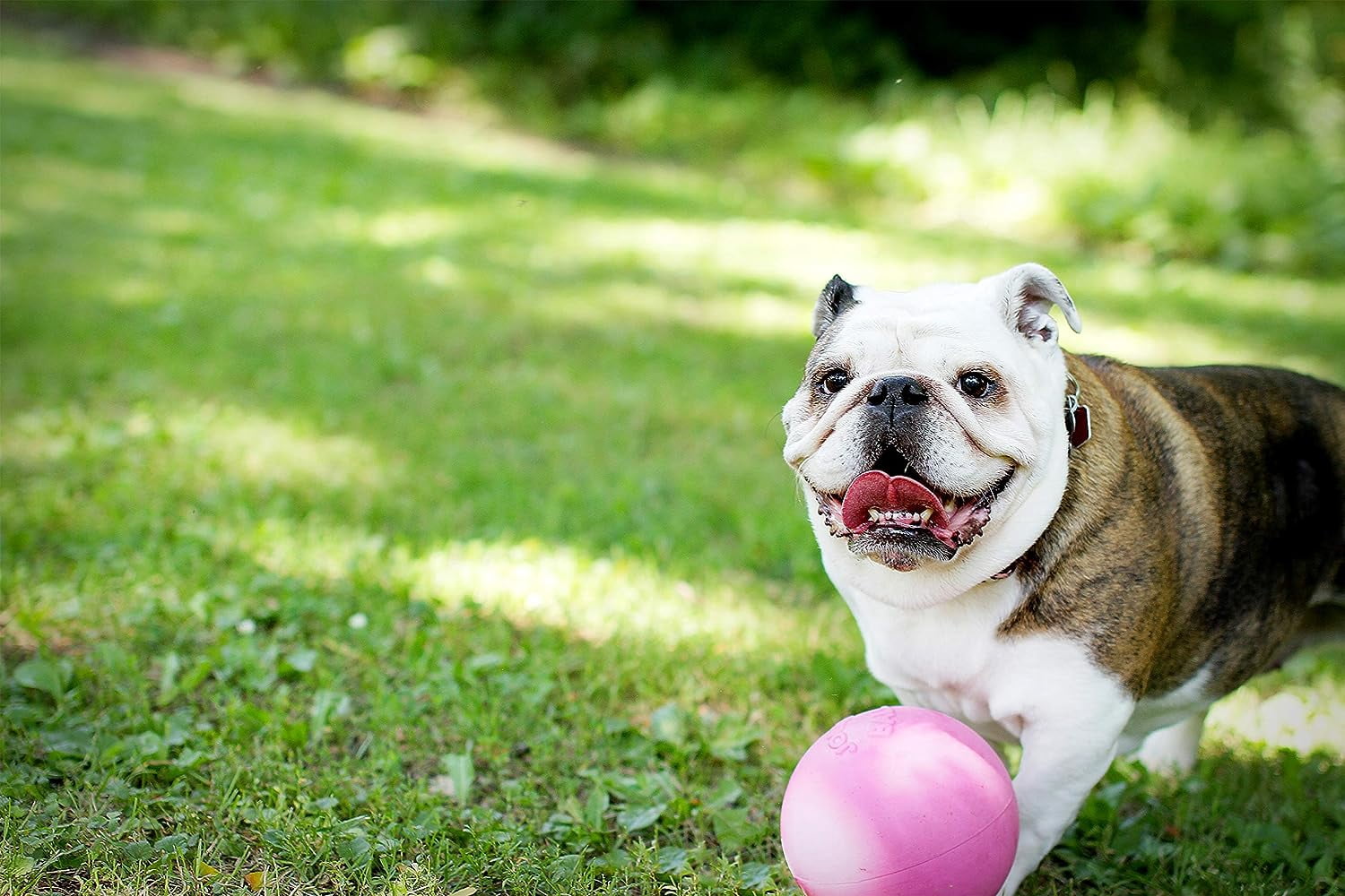 Jolly Pet Bounce-N-Play Ball Pink 6 inch Bubblegum Scented Rubber Dog Toy