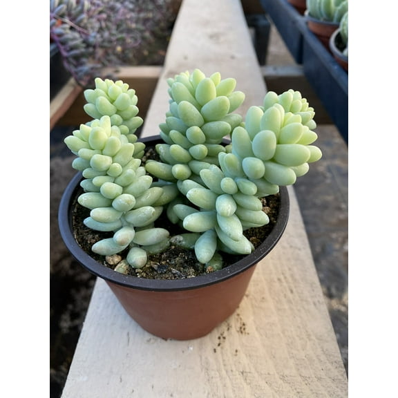Short Branch 4 inch Burro's Tail Succulents Plants Sedum Morganianum Donkey's Tail Fully Rooted