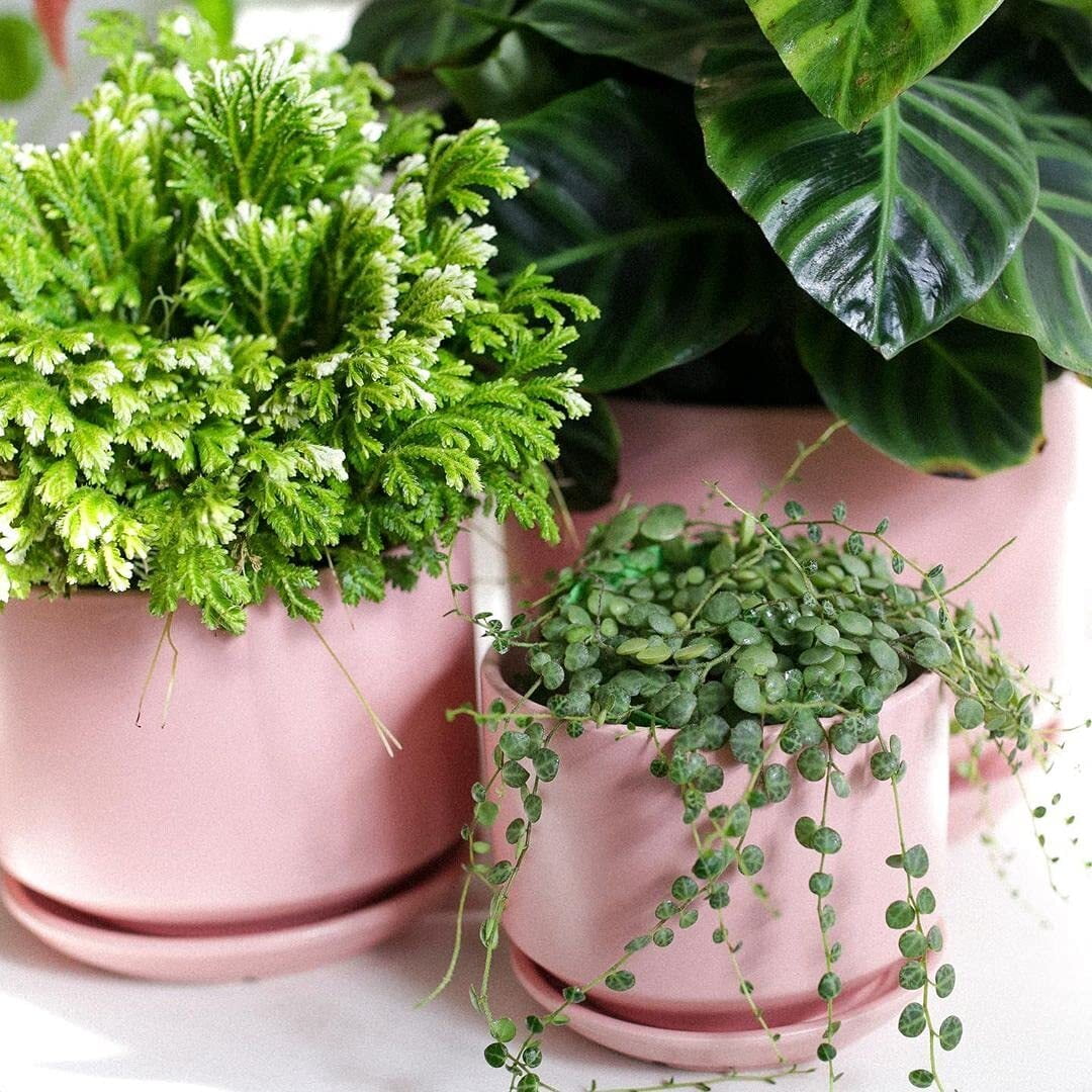 BEMAY Ceramic Planters, Set of 3 (4.3", 5.3", 6.8") Pink Flower Pots with Drainage Hole and Saucer Plant Pots for Home and Office Decor