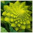 thumbnail image 3 of Everwilde Farms - 1/4 lb Organic Romanesco Broccoli Seeds - Gold Vault Bulk Seed Packet, 3 of 3