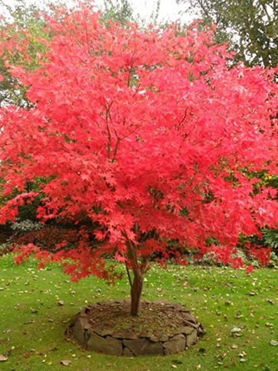 Fireglow Upright Red Japanese Maple Tree - Live Plant - ( TG )