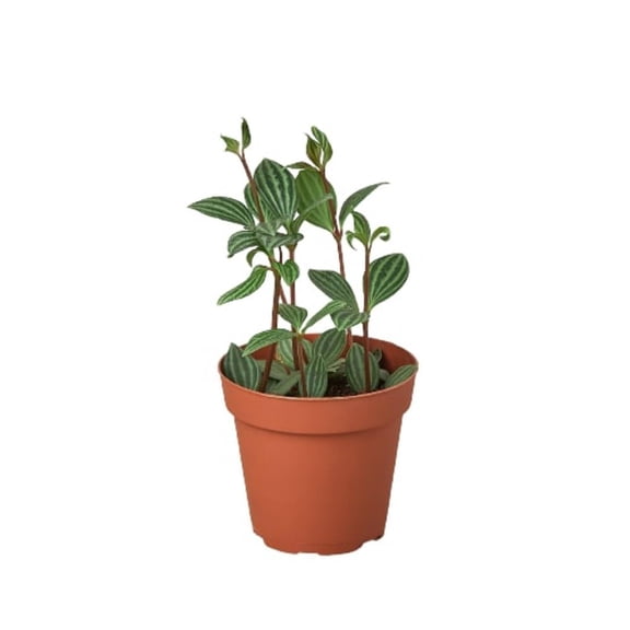 Peperomia 'Parallel', 3" Pot, Indoor Houseplant, Easy Care, Live Plant for Indoor & Outdoor