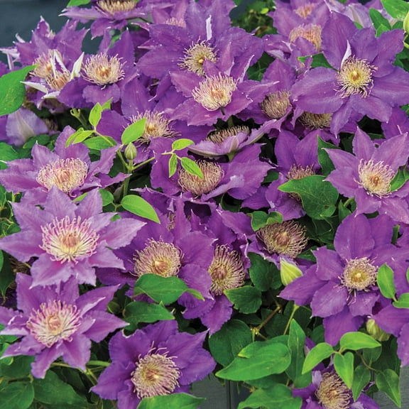 Direct Gardening Bijou Clematis Vine Purple Flowering Potted Perennial Starter Plant
