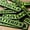Green, variant on Magnetic Toolbox Labels, Customizable Strong Magnetic Design, Durable 3D‑Printed Construction, Quick Identification, Reusable & Easy to Remove
