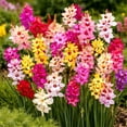 thumbnail image 7 of Bee & Butterfly Blooming Collection - 100 Bulbs Featuring 4 Varieties of Pink, Yellow, Red, White Flowers- Attracts Pollinators to the Garden, 7 of 7