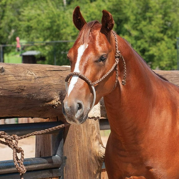 Martin Saddlery Chocolate Rope Nose Halter with 8ft Lead